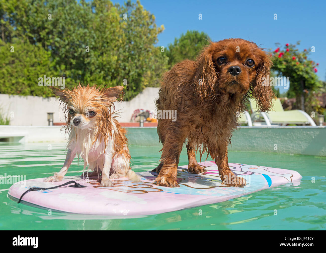 adult chihuahuaand cavalier king charles in swimming pool in summer