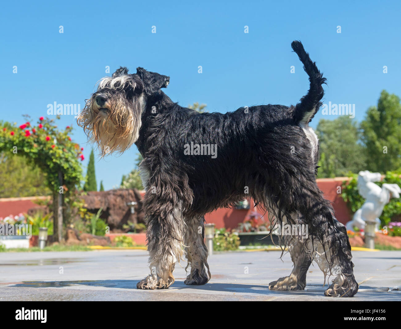 can mini schnauzers swim