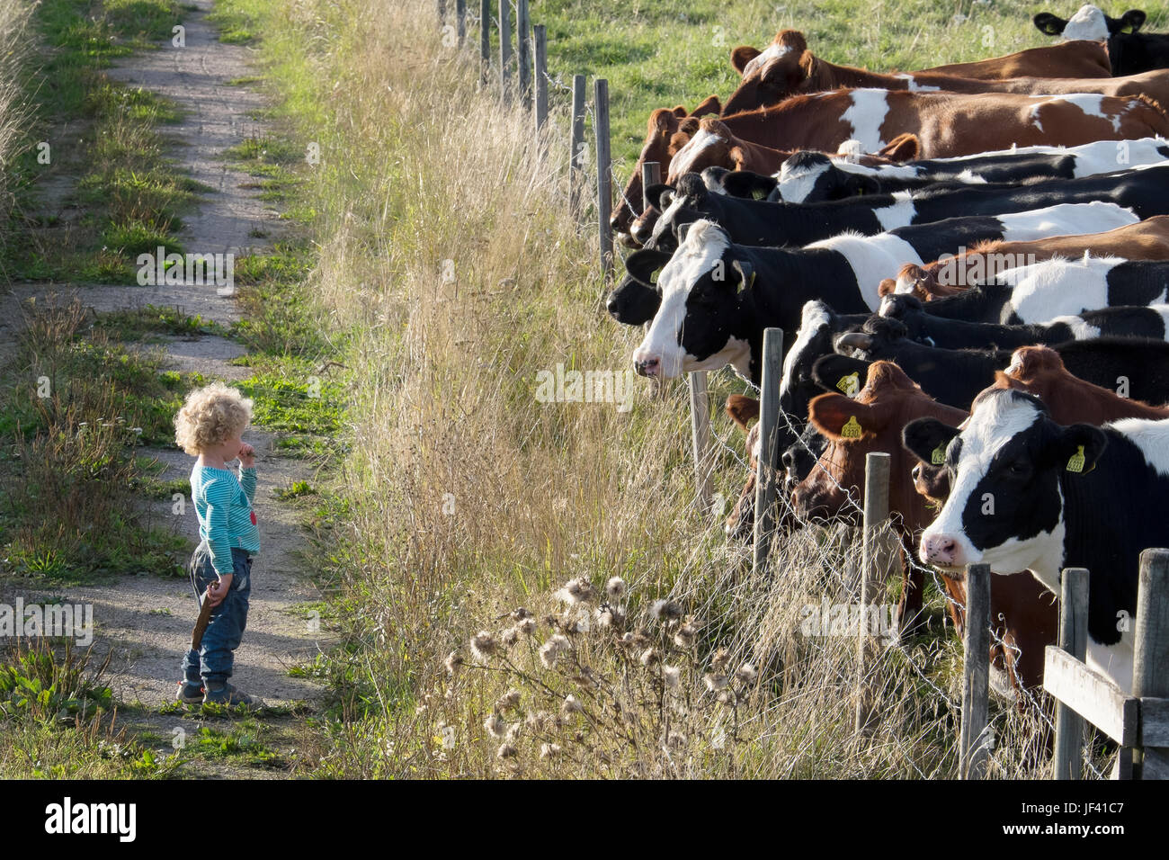 Girl looking at cows on pasture Stock Photo - Alamy