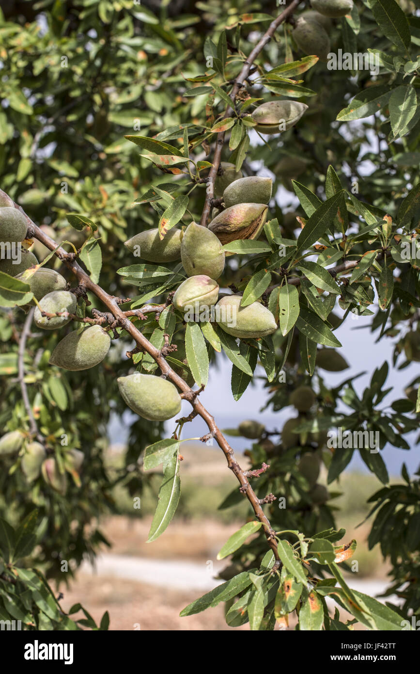 Almond tree with fruits Stock Photo Alamy