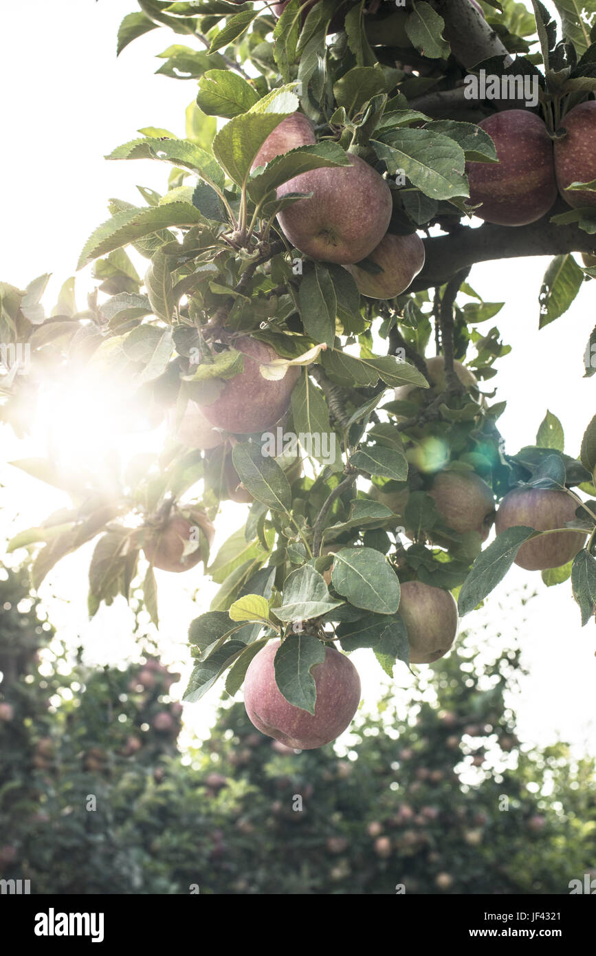 Apples tree in the orchard Stock Photo - Alamy