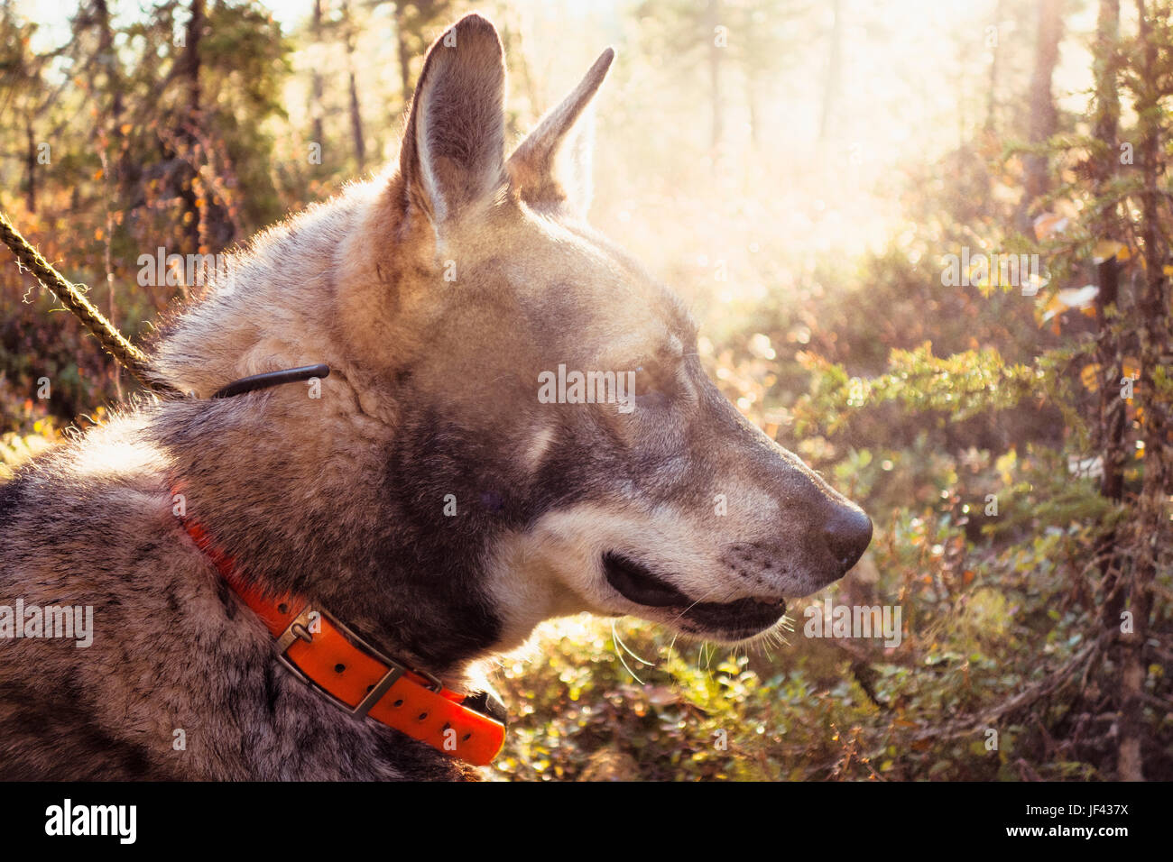 Hunting dog in forest Stock Photo