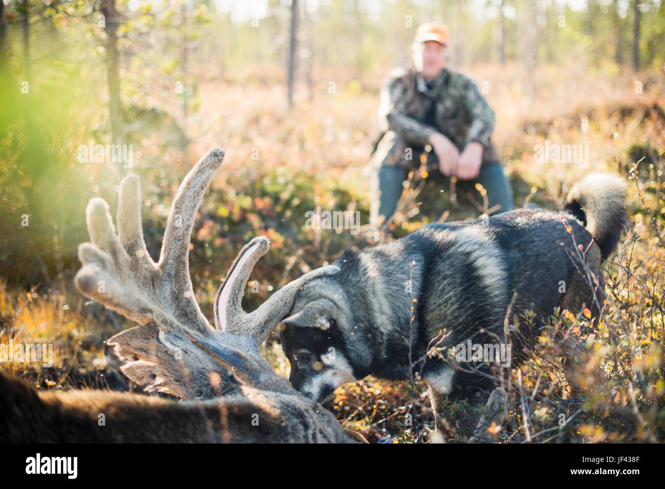 Hunter with dead elk Stock Photo
