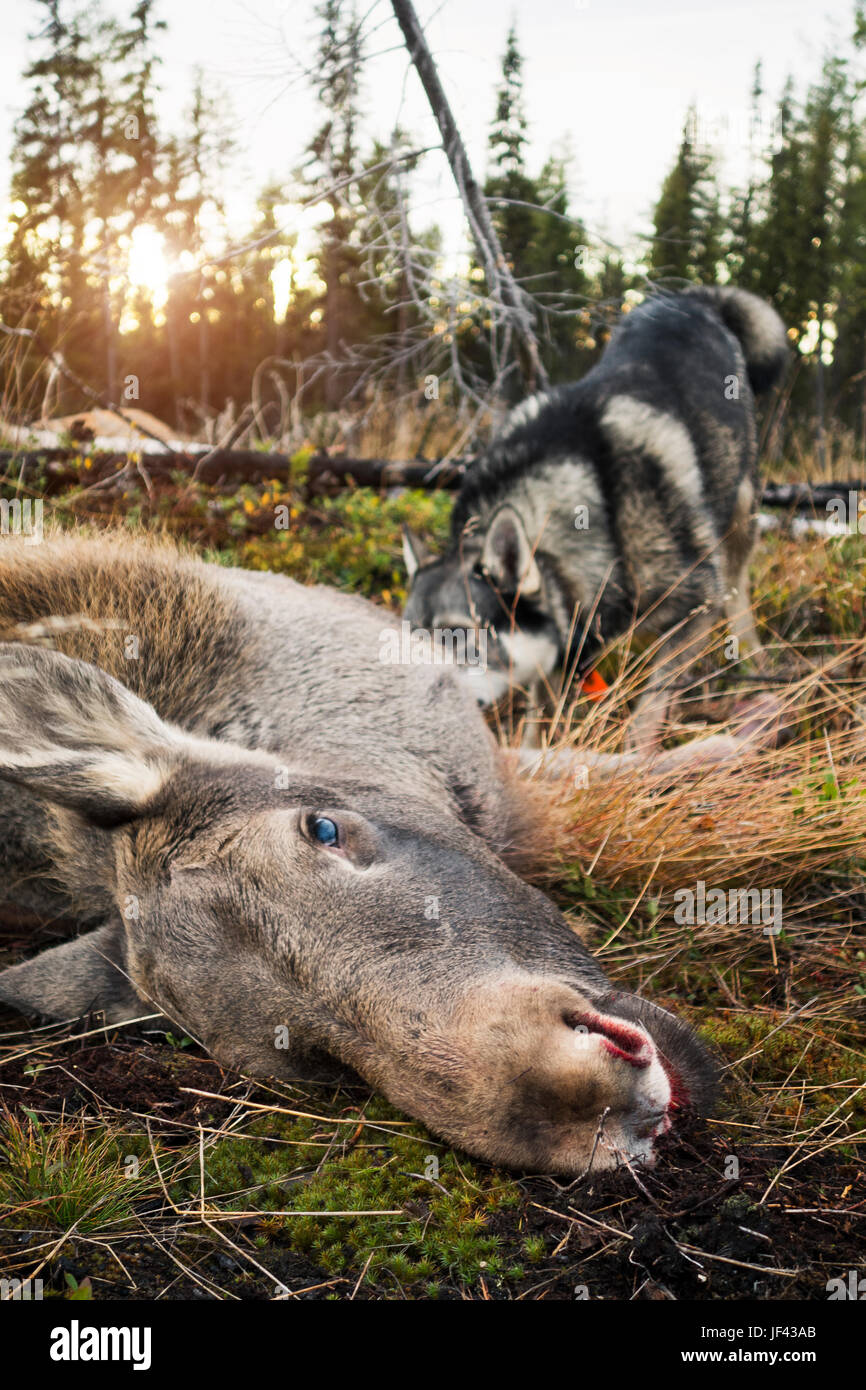 Hunting dog near dead elk Stock Photo
