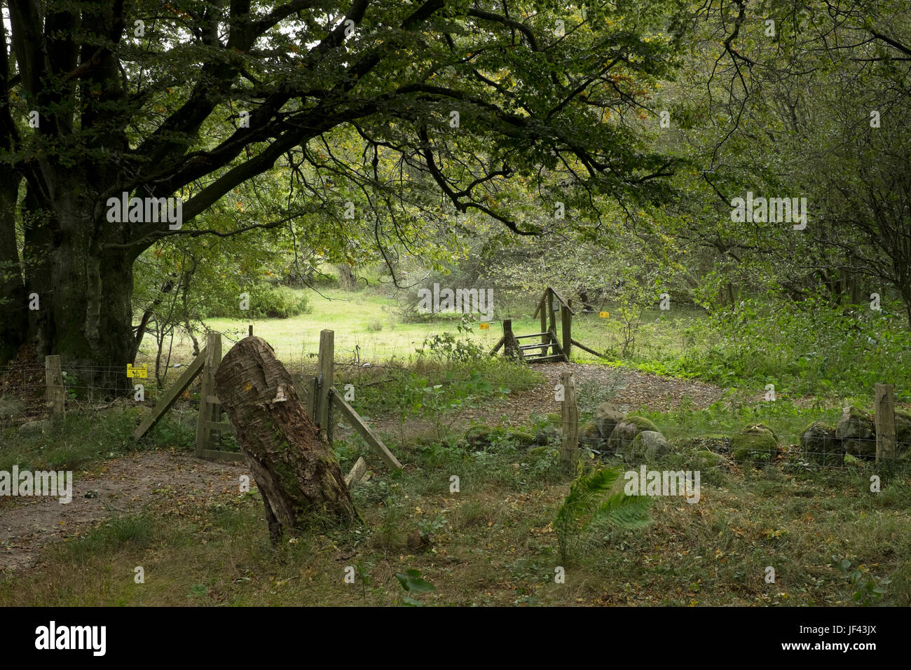 Footpath under trees hi-res stock photography and images - Alamy