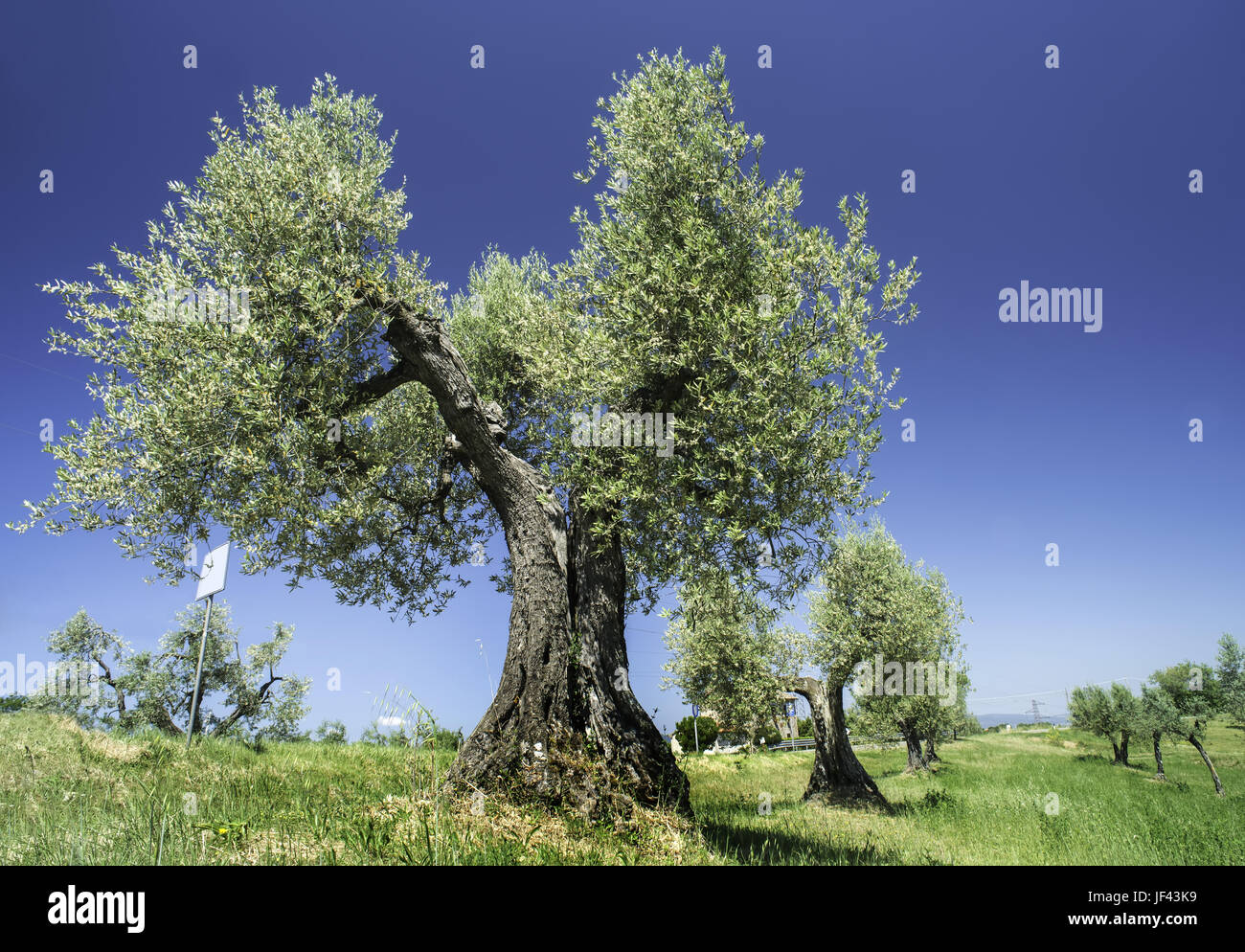 Olive tree in Italy Stock Photo Alamy