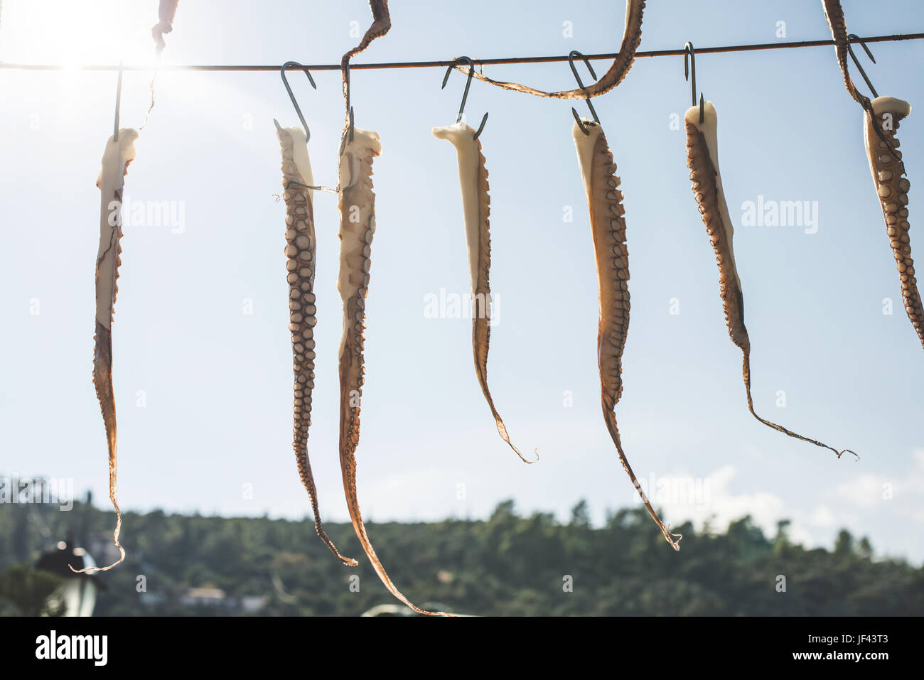 Octopus on rope Stock Photo - Alamy