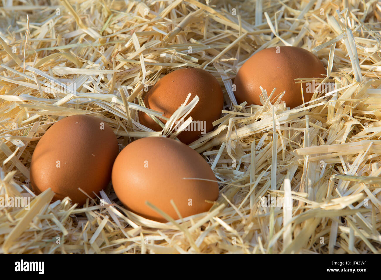 Fresh brown farm chickens eggs in a straw bed Stock Photo - Alamy