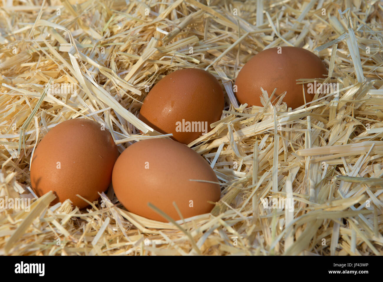 Fresh brown farm chickens eggs in a straw bed Stock Photo Alamy