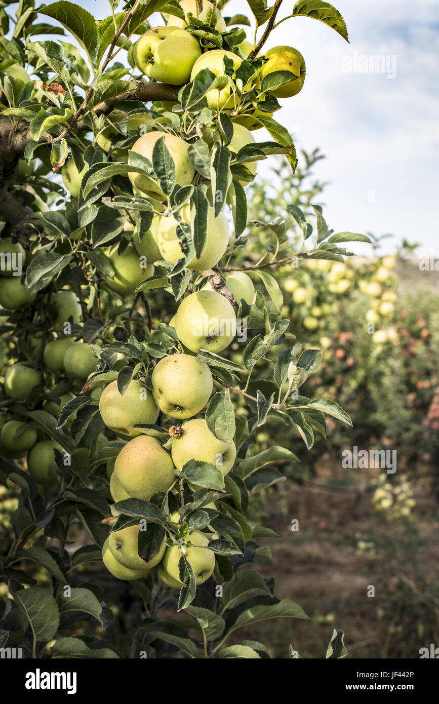 Apples tree in the orchard Stock Photo - Alamy