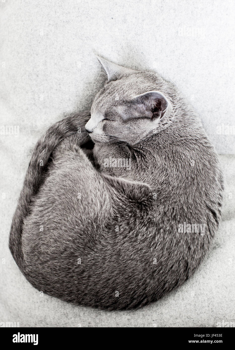Gray cat sleeping Stock Photo - Alamy