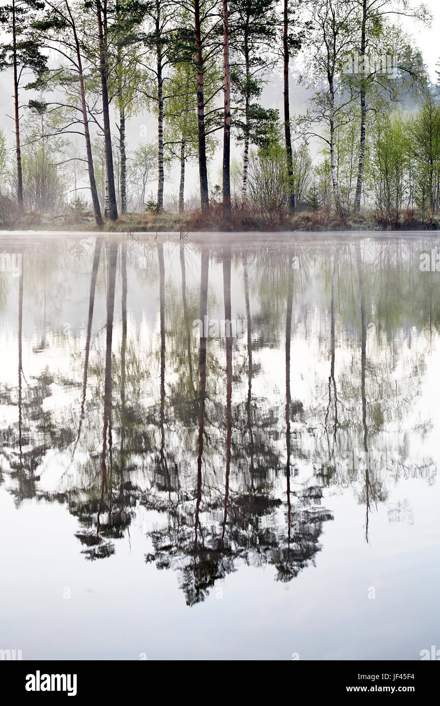 Reflection of forest in lake Stock Photo - Alamy