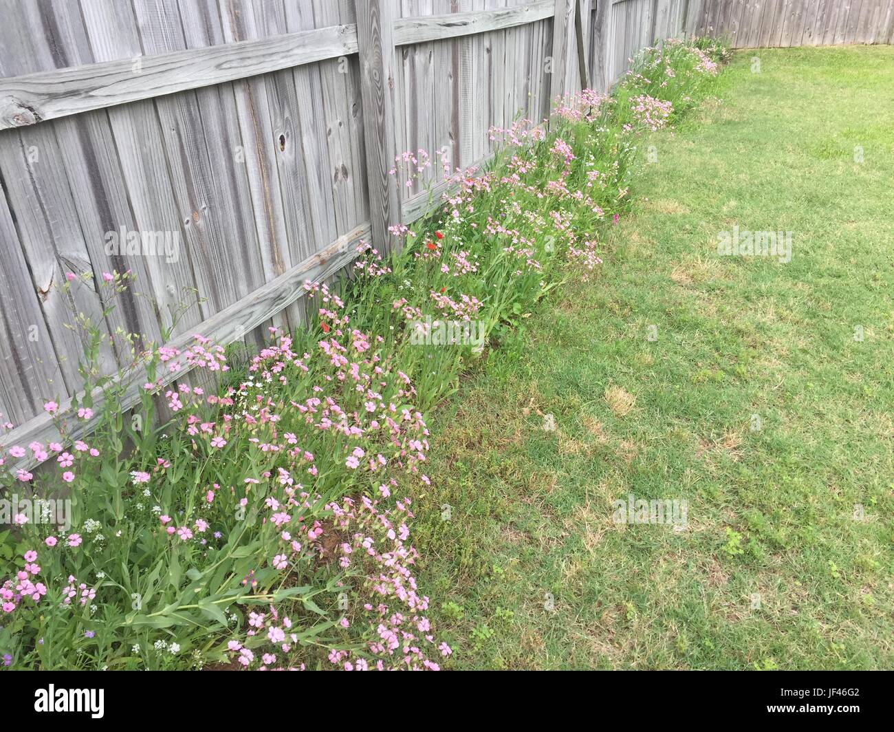 Tall wildflowers hires stock photography and images Alamy