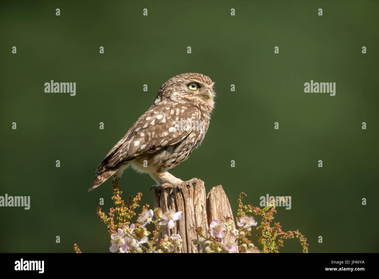 Little owl (Athene noctua) perched on an old post Stock Photo