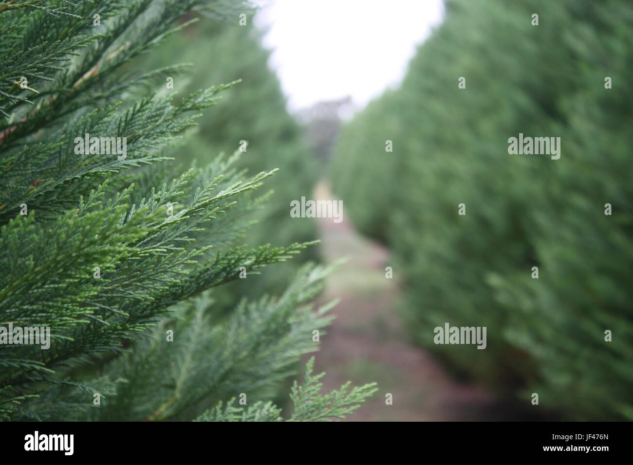Fir Tree Farm Stock Photo Alamy