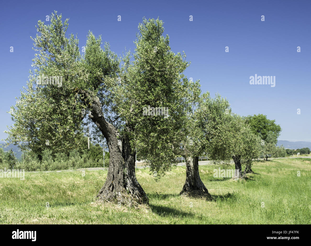 Olive tree in Italy Stock Photo Alamy