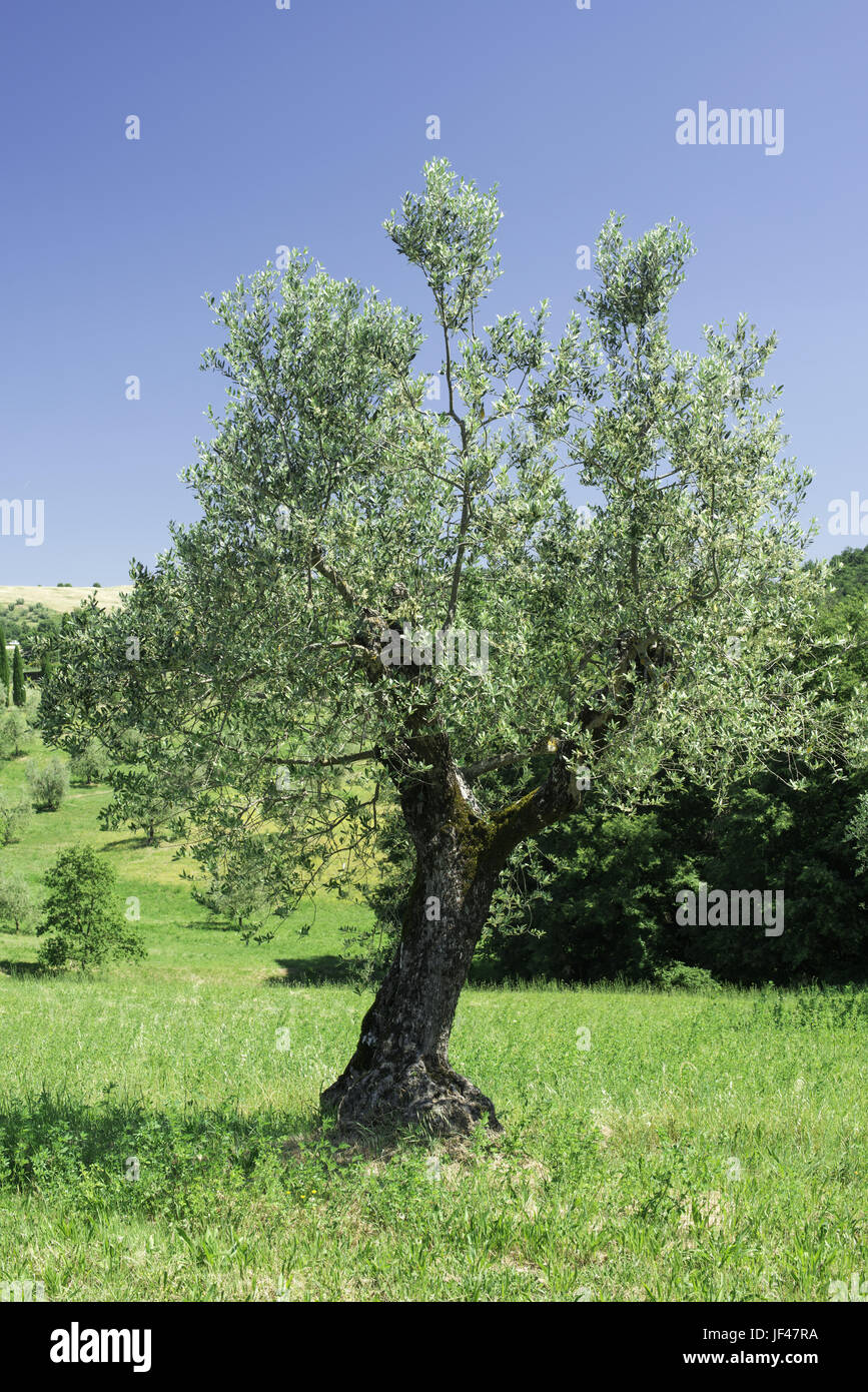 Olive trees in Italy Stock Photo Alamy