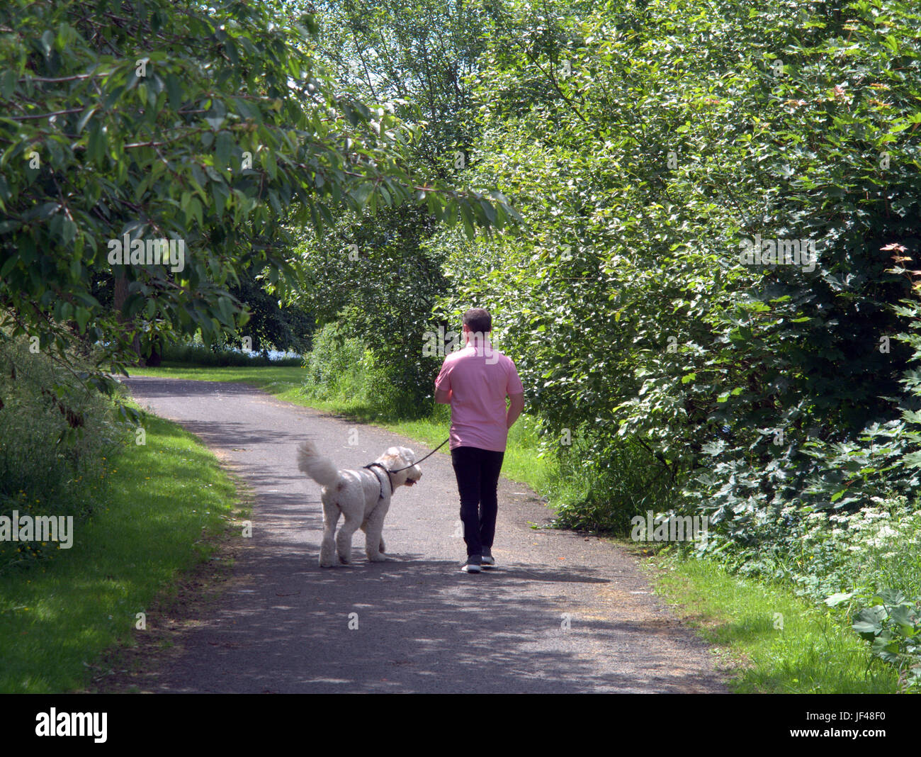 Forth and Clyde canal Glasgow Scotland man dog sheepdog  walking sunny day Stock Photo
