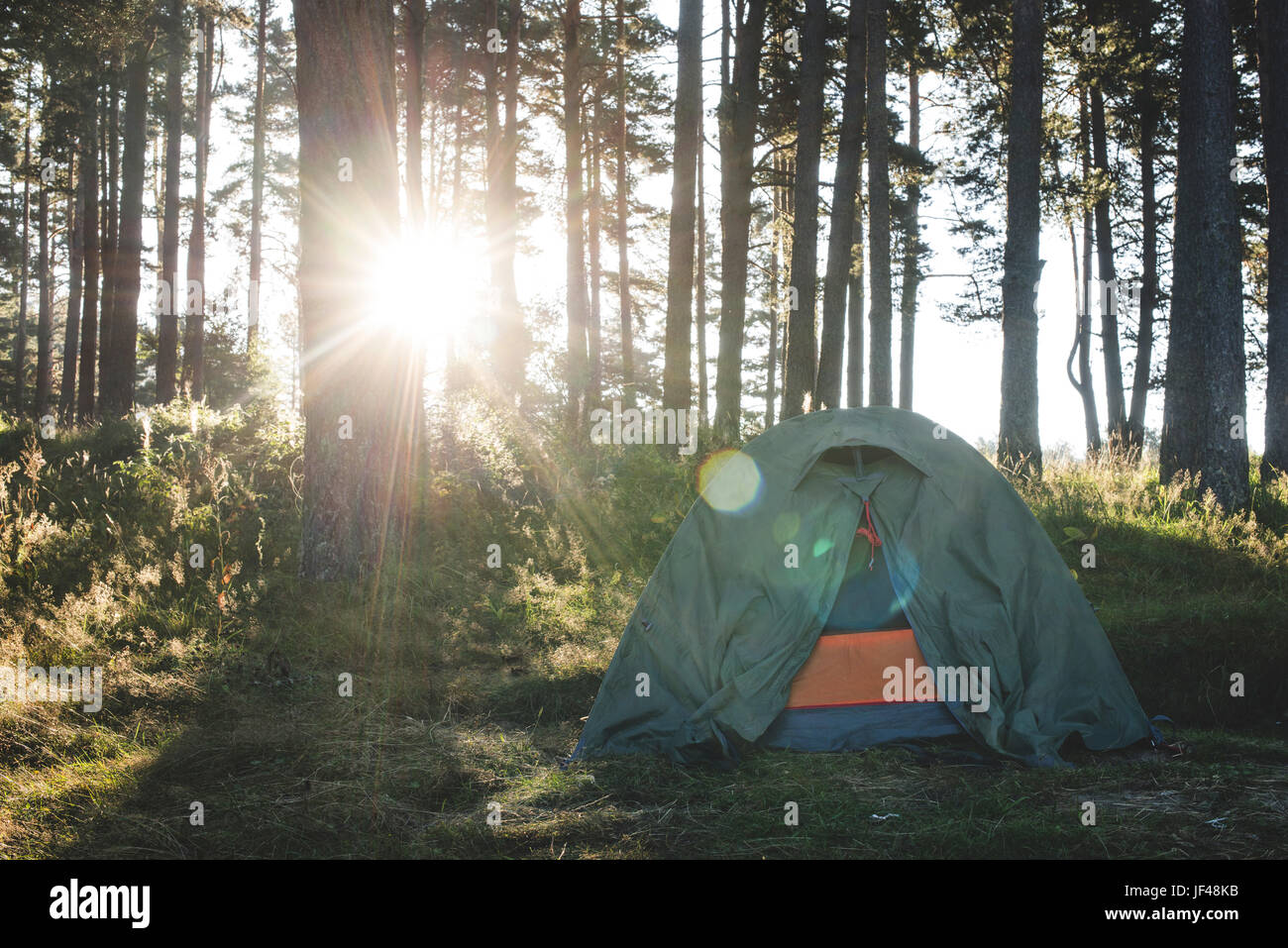 Tent in the forest on sunlight Stock Photo - Alamy