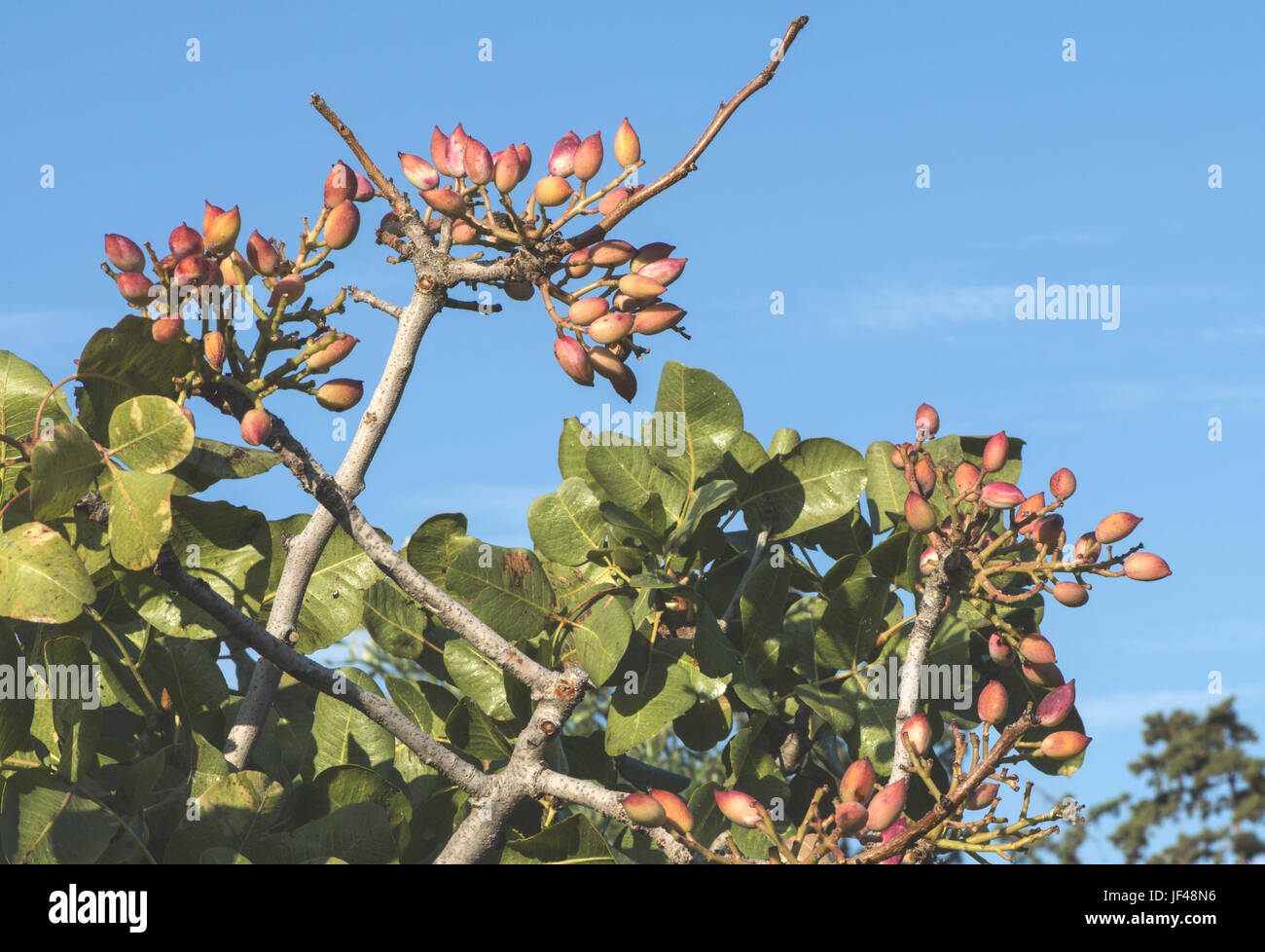 Pistachio tree branch Stock Photo Alamy