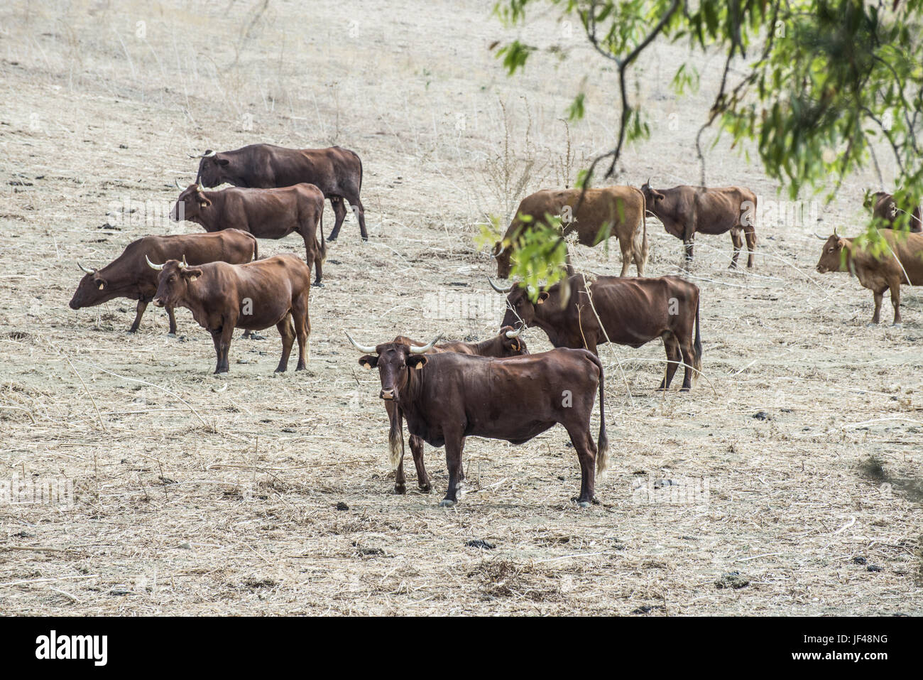 Cows on dairy farm Stock Photo - Alamy
