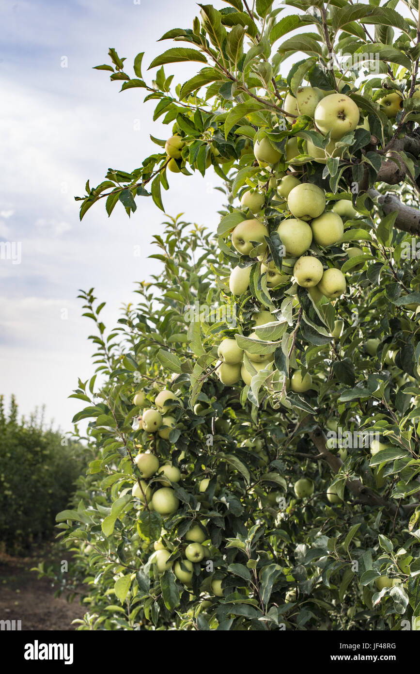 Apples tree in the orchard Stock Photo - Alamy