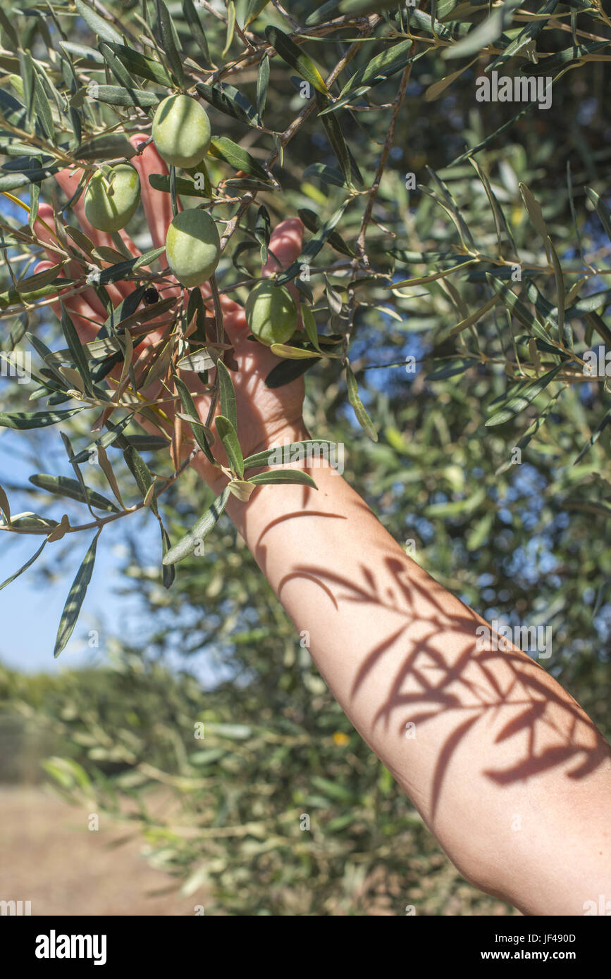 Hand holding olive branch hi-res stock photography and images - Alamy