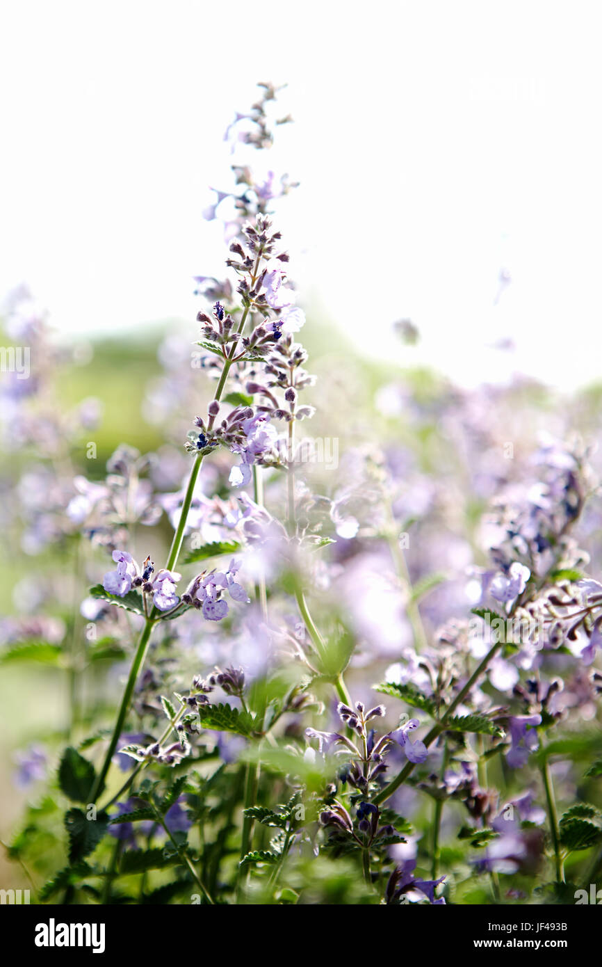 Purple flowers in field Stock Photo - Alamy
