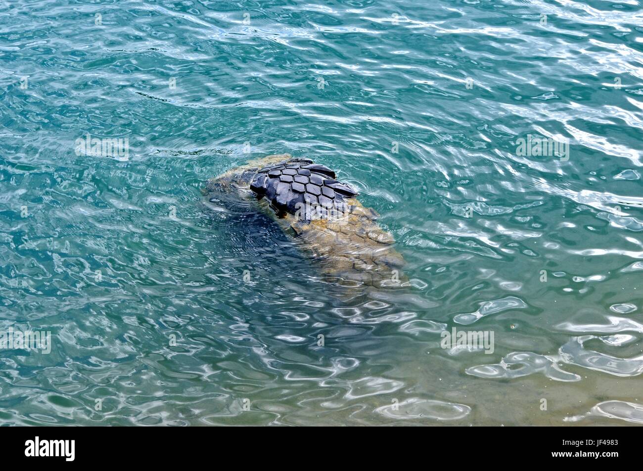 Flotsam in the water Stock Photo Alamy