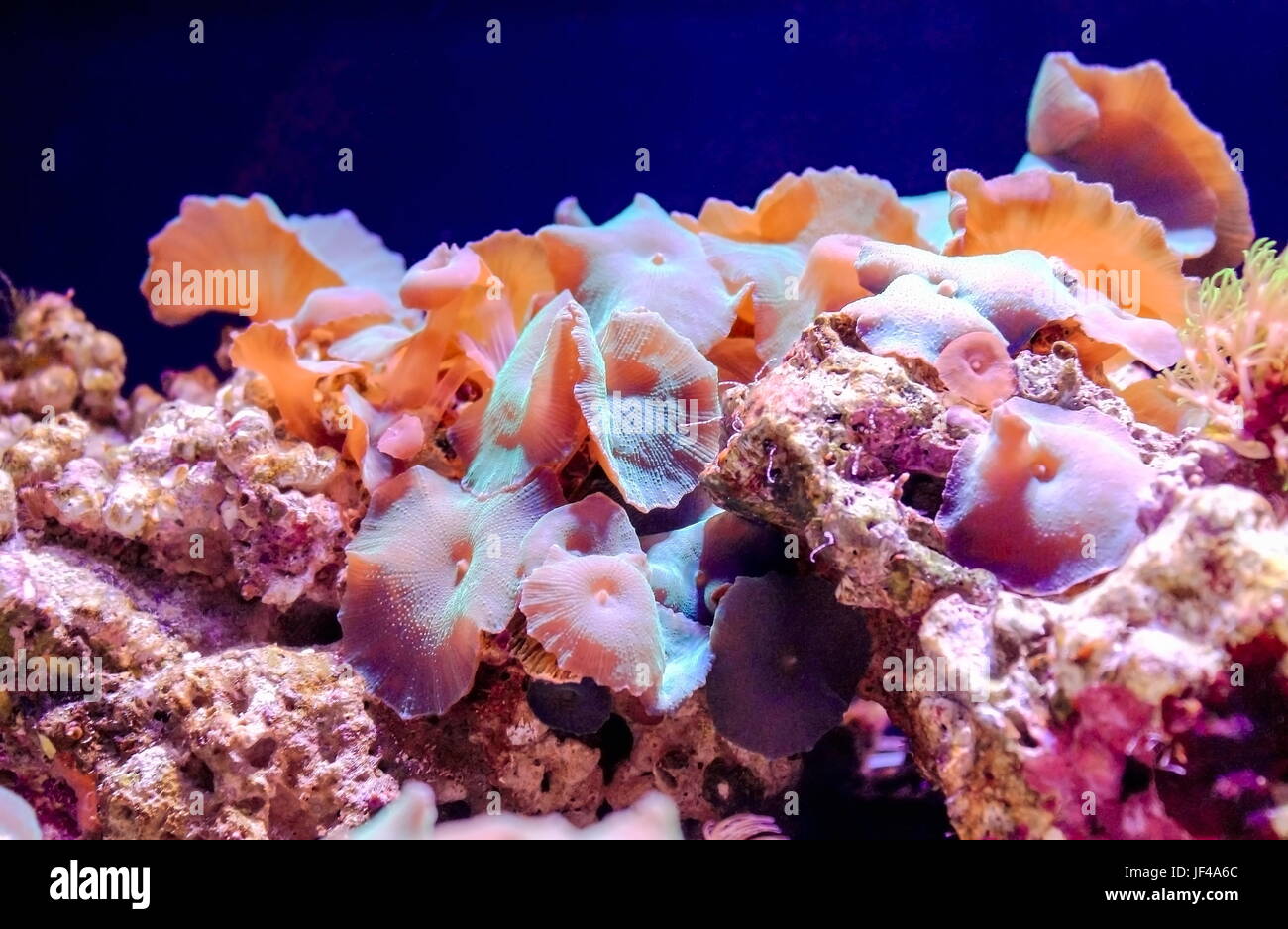 Discosoma, commonly known as mushroom anemone, mushroom coral or disc anemone, is a genus of Corallimorph. Stock Photo