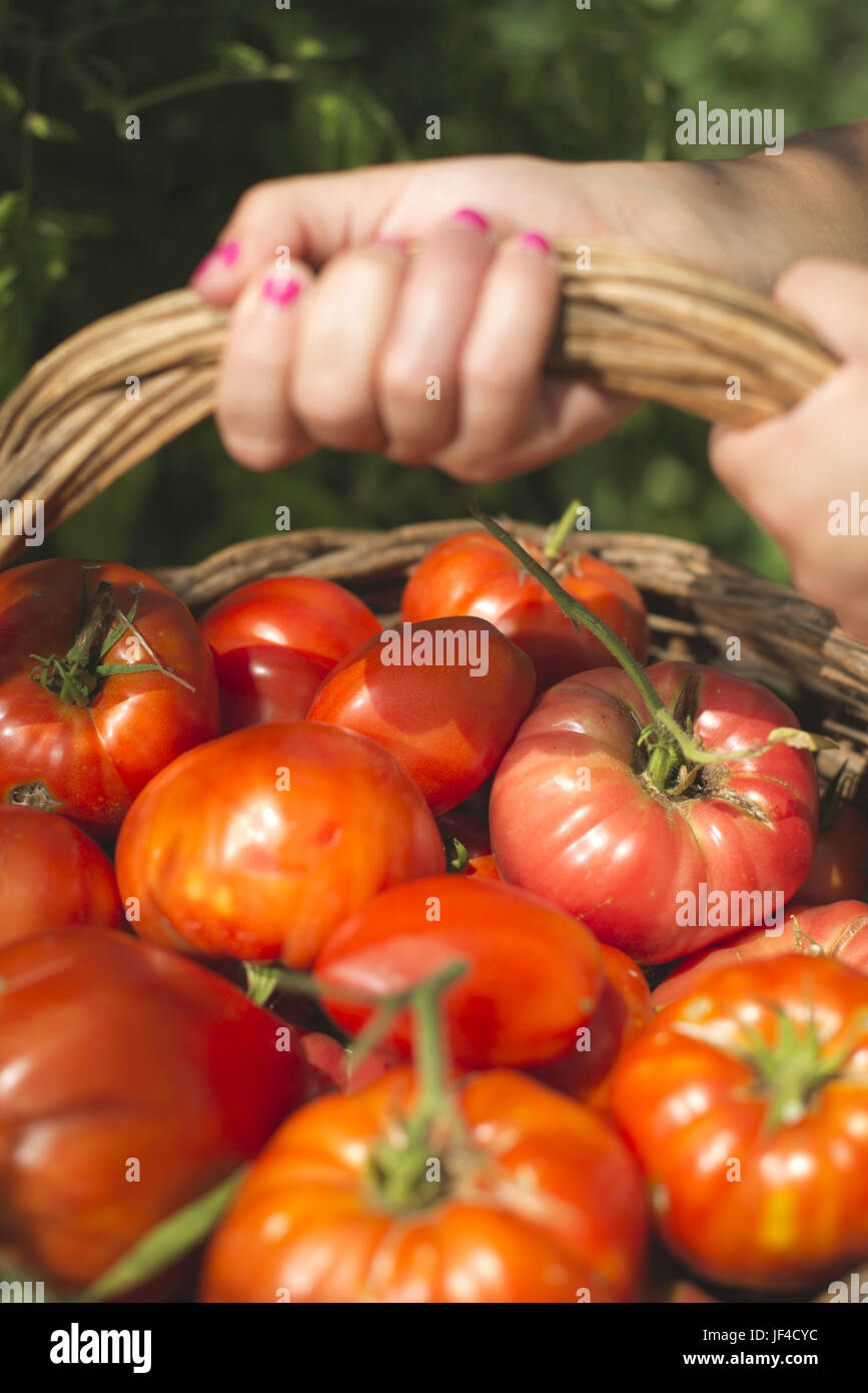 Picking tomatoes in basket Stock Photo - Alamy