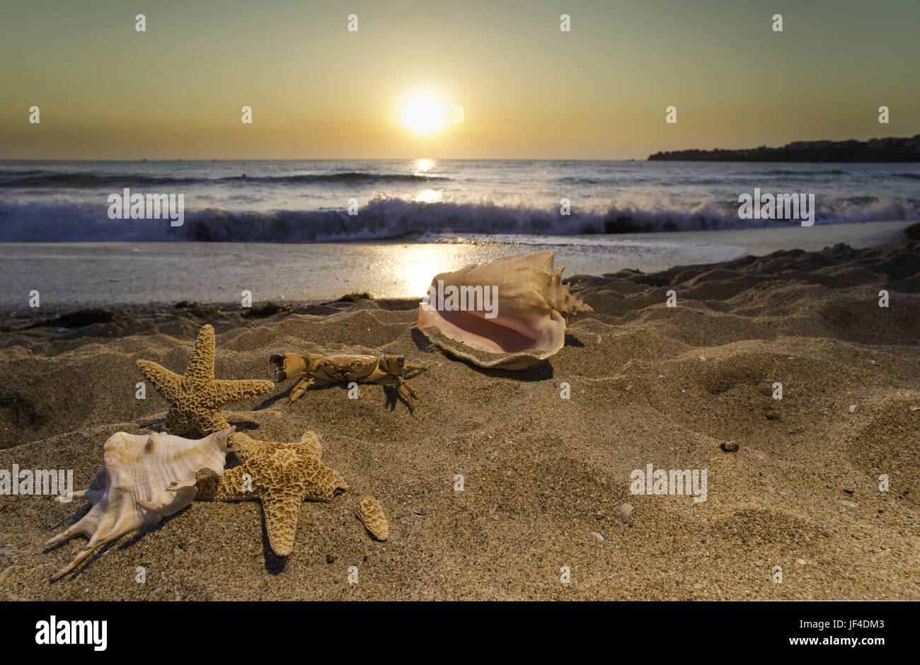 Sunrise on the beach. Shells Stock Photo - Alamy