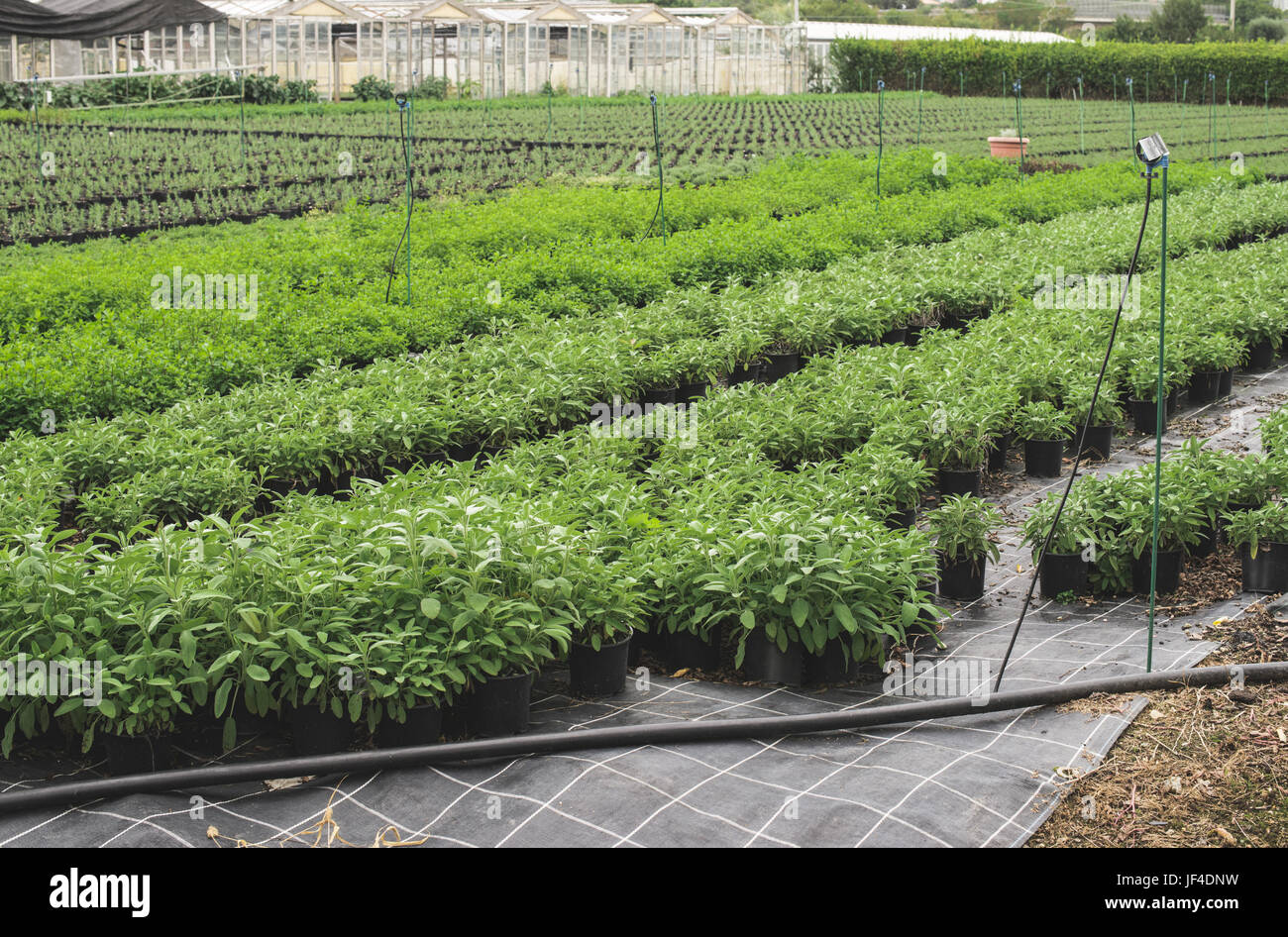 Sage spice plantations Stock Photo Alamy