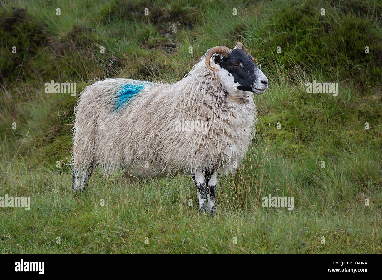 A  profile close up photograph of a sheep with a shaggy fleece standing and posing Stock Photo