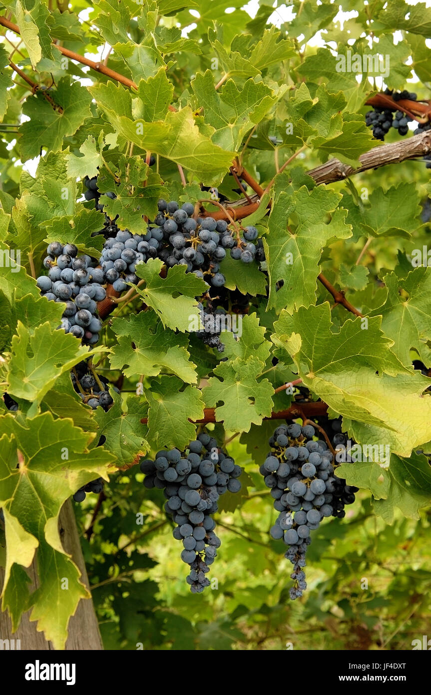 Blue grapes in a wine yard in Canada. Stock Photo