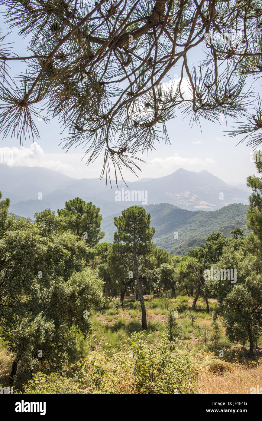 Mountain hills pine trees hi-res stock photography and images - Alamy
