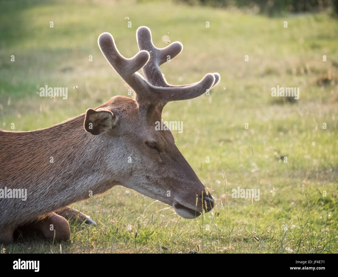 Resting young Red Deer (Cervus elaphus) stag growing velvet antlers in summer Stock Photo