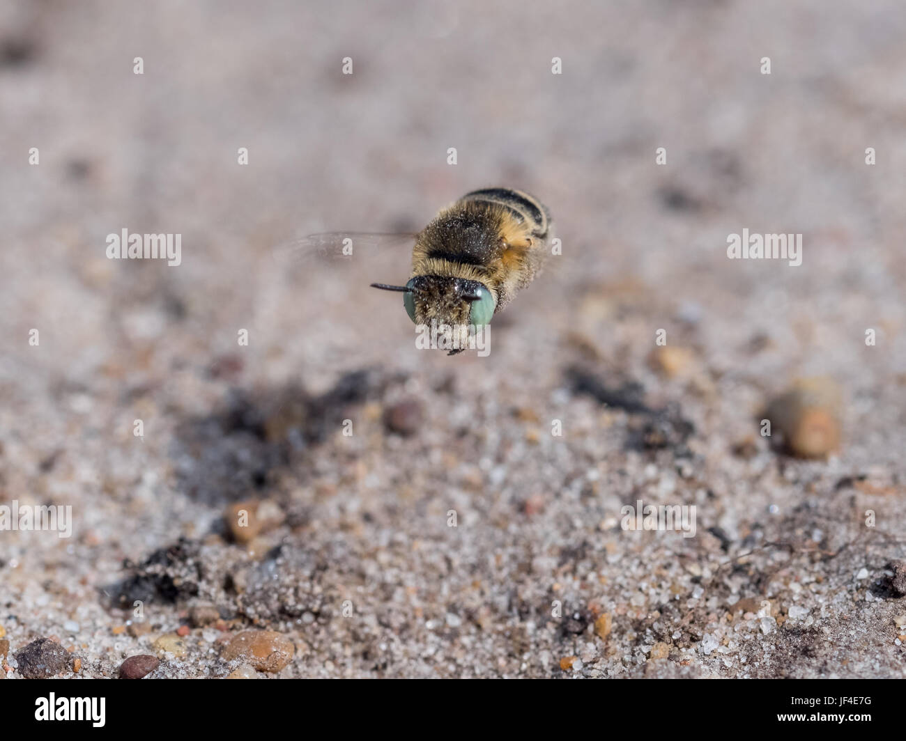 Little Flower Bee - Anthophora bimaculata flying low on sandy heathland Stock Photo