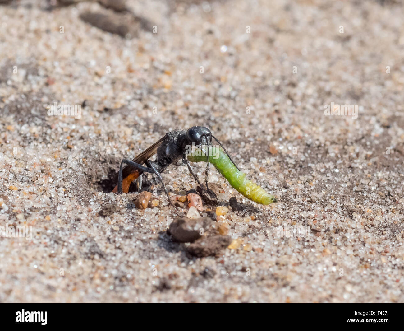 Heath Sand Wasp (Ammophila pubescens) pulling larva grub prey into its sandy burrow to stock for food Stock Photo