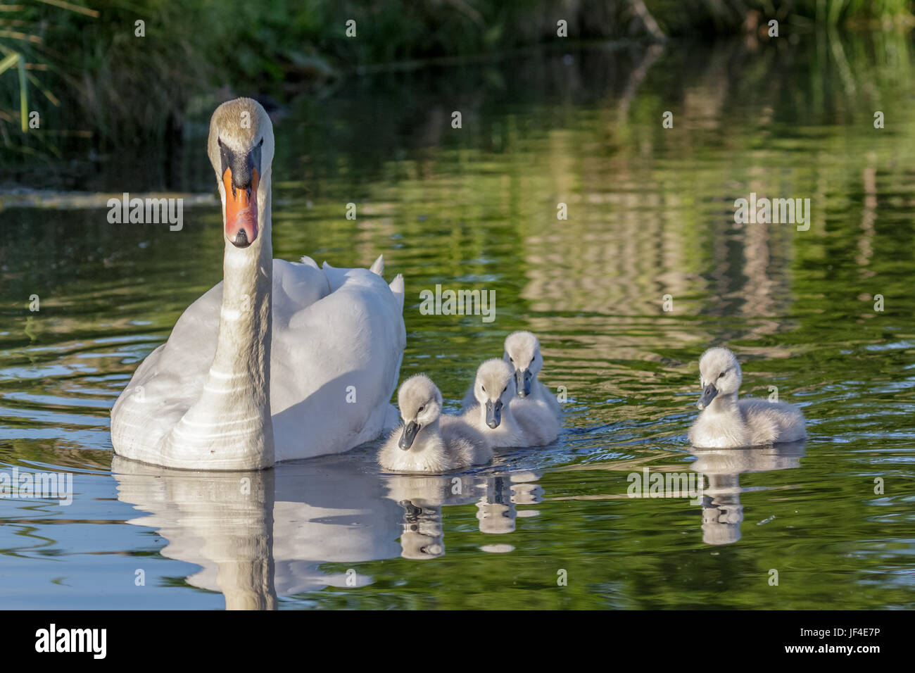 Mute Swan (Cygnus olor) adult and cute fluffy baby cygnets, swimming together on a sunny day Stock Photo