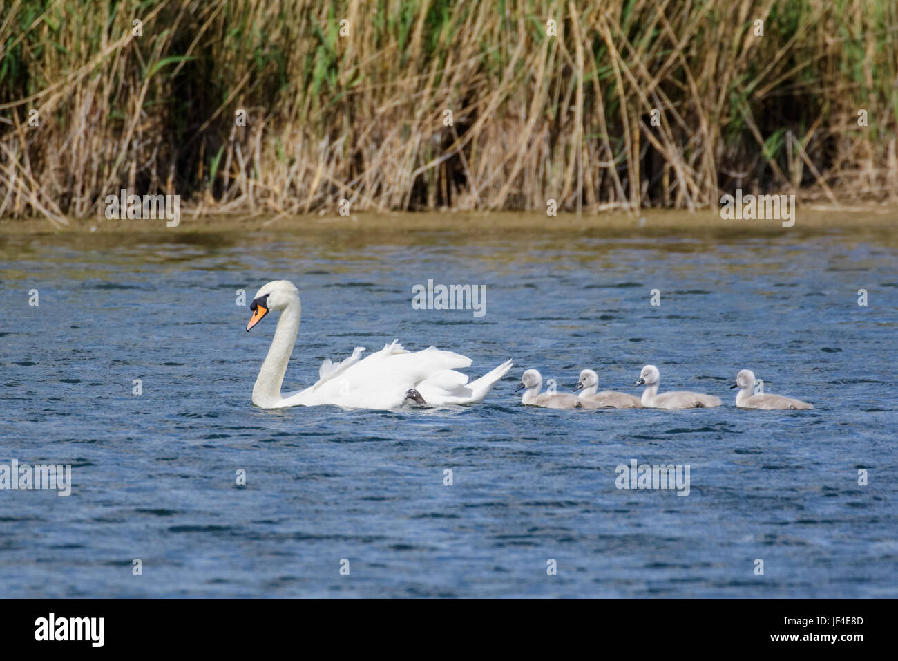 Mute Swan (Cygnus olor) adult and cute fluffy baby cygnets, swimming together on a sunny day Stock Photo