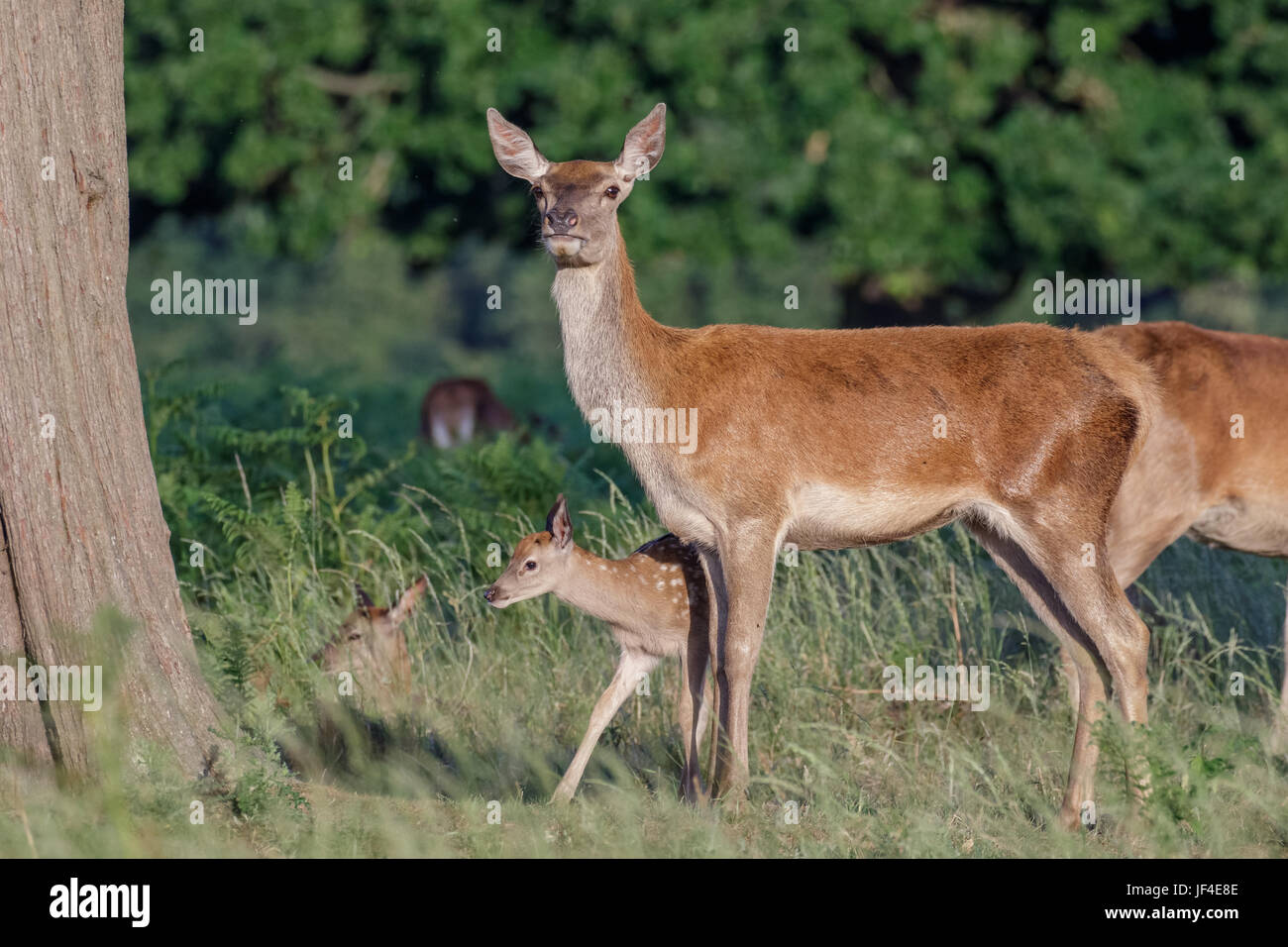 Red deer (Cervus elaphus) female hind mother and young baby calf sticking close Stock Photo