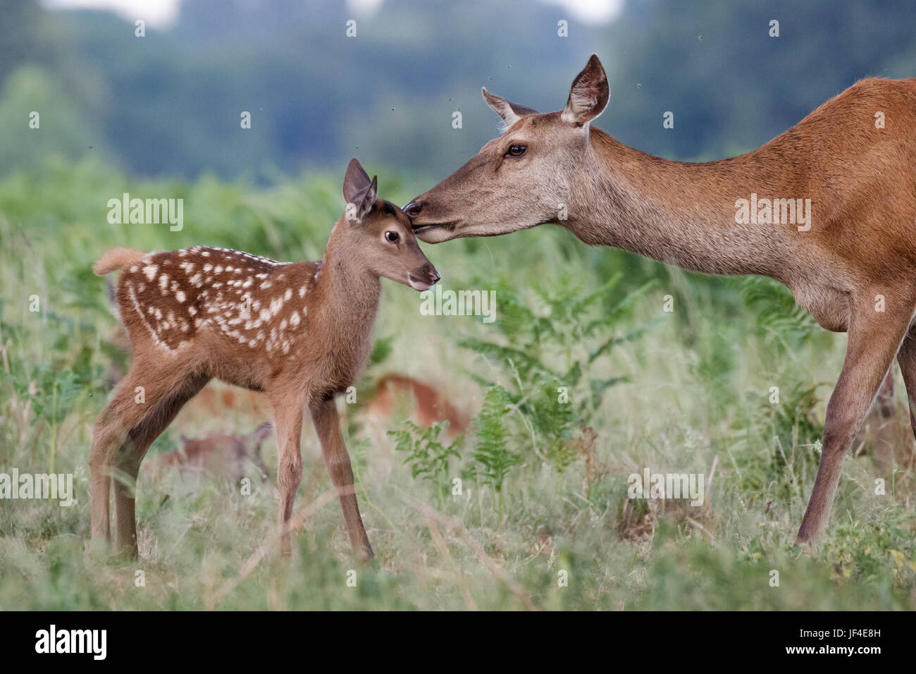 Red deer (Cervus elaphus) female hind mother and young baby calf having a tender bonding moment Stock Photo