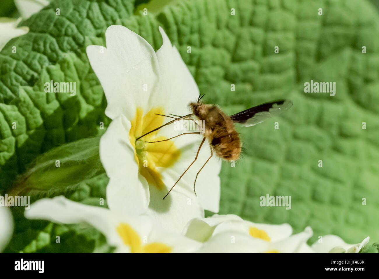 Bee-fly Beefly (Bombylius major) nectaring or drinking from Primrose (Primula vulgaris) Stock Photo