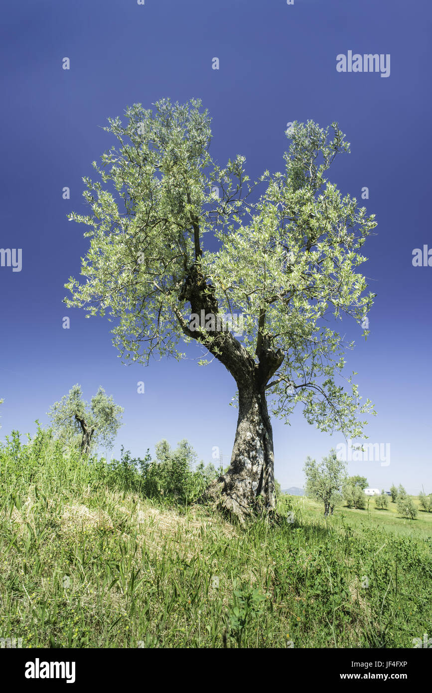 Olive tree in Italy Stock Photo Alamy