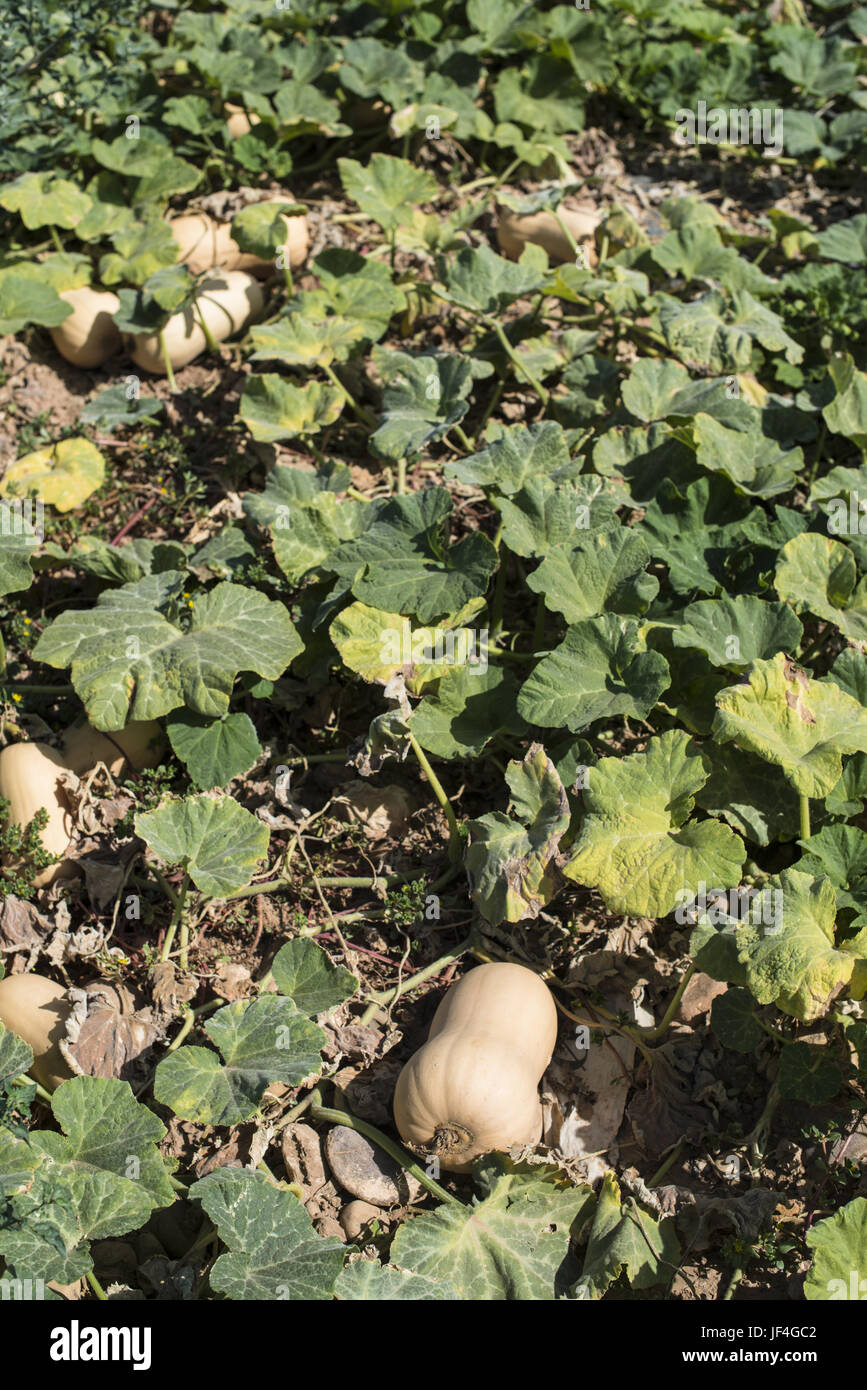 Pumpkins on the field Stock Photo - Alamy