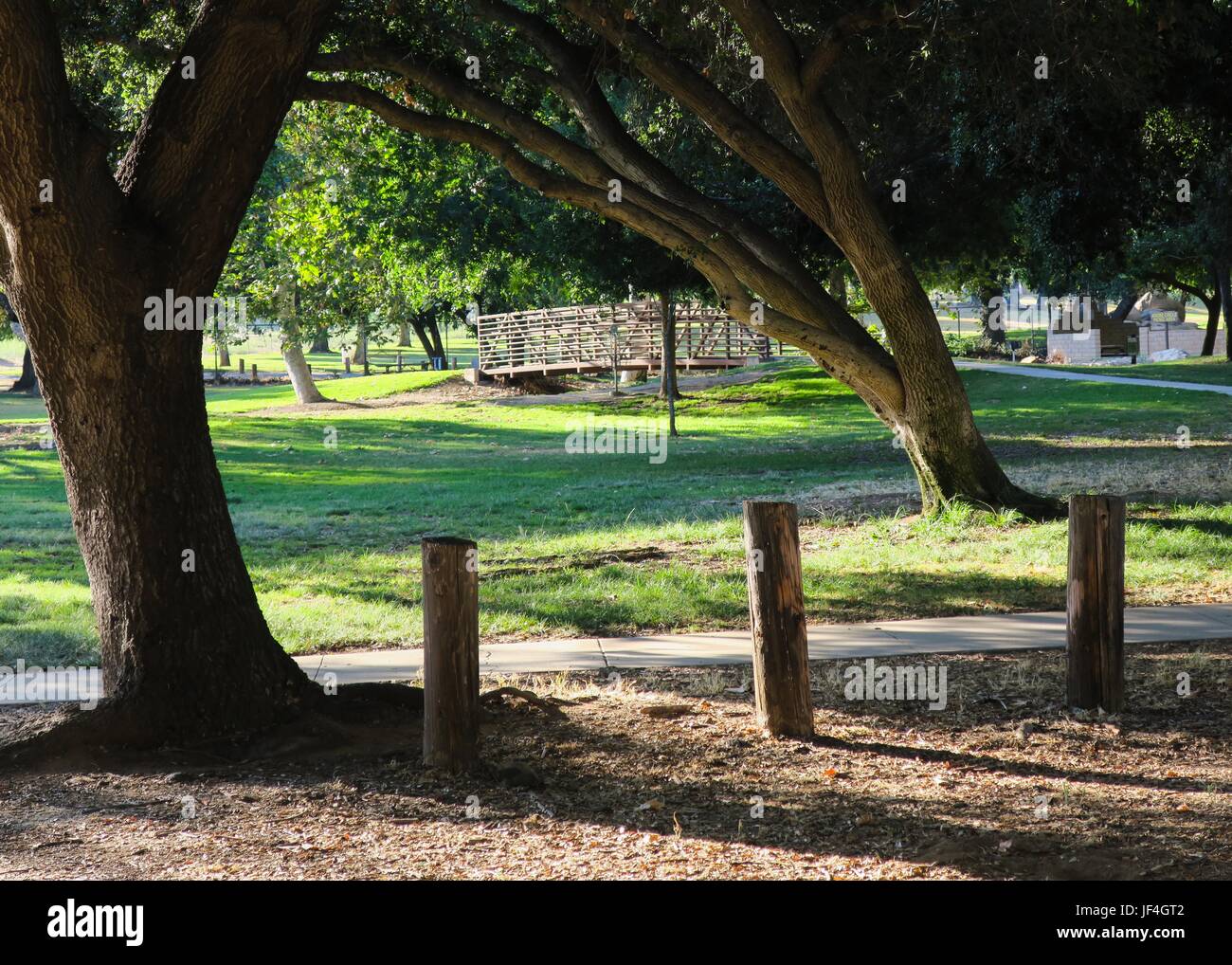 Leaning trees at Kit Carson Park, Escondido, CA Stock Photo