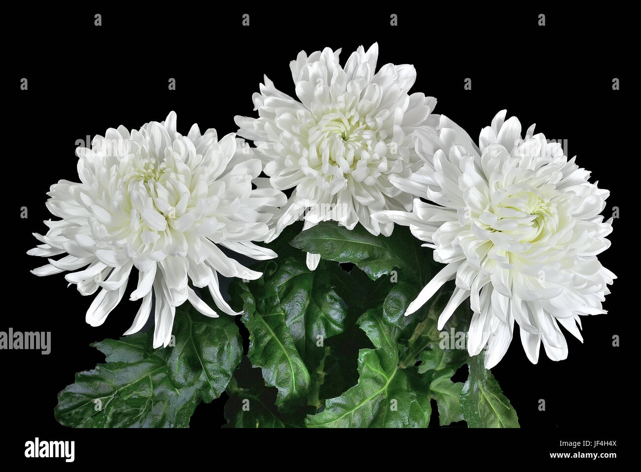 Three beautiful white chrysanthemum flowers Stock Photo