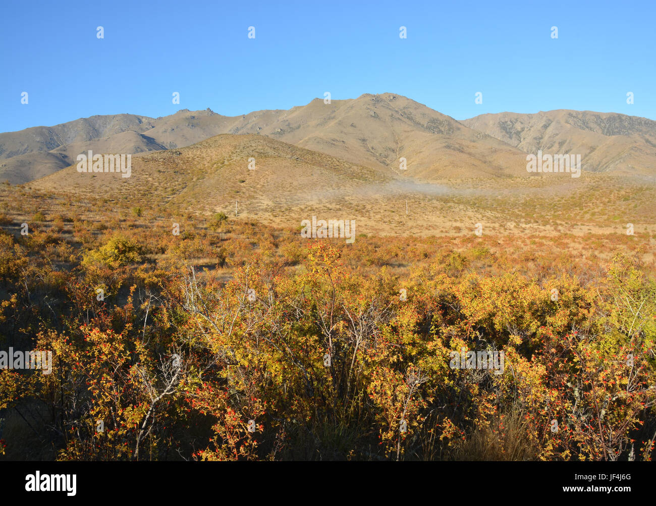 The autumnal tones of Central Otago in the hills and wild Rose Hip bushes at Omarama, New Zealand. Stock Photo