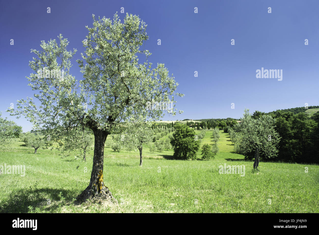 Olive tree in Italy Stock Photo Alamy